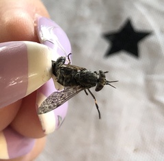 Haematopota pluvialis