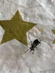 Haematopota pluvialis