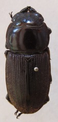 Dorcus ritsemae volscens