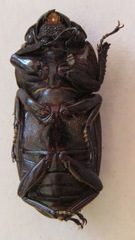Dorcus ritsemae volscens