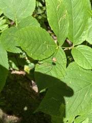 Leiobunum nigropalpi