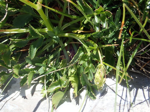 Image of Hladnikia pastinacifolia by (c) Christian Berg, some rights reserved (CC BY)