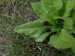 Beta vulgaris
