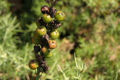 Asphodelus macrocarpus