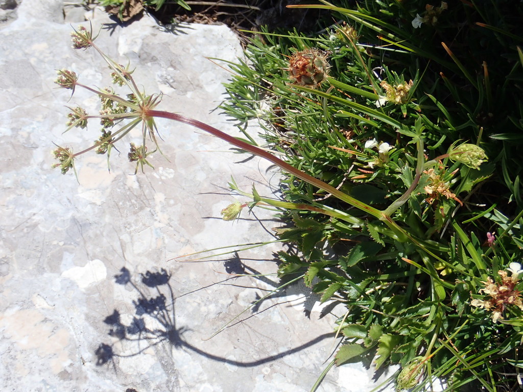 Hladnikia pastinacifolia; photograph (c) Christian Berg, some rights reserved (CC BY)