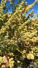 Paracotalpa