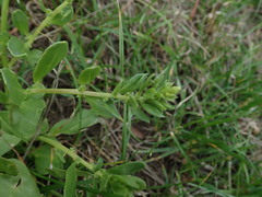 Beta vulgaris
