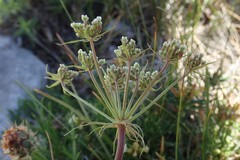 Hladnikia pastinacifolia, photograph (c) Christian Berg, some rights reserved (CC BY)