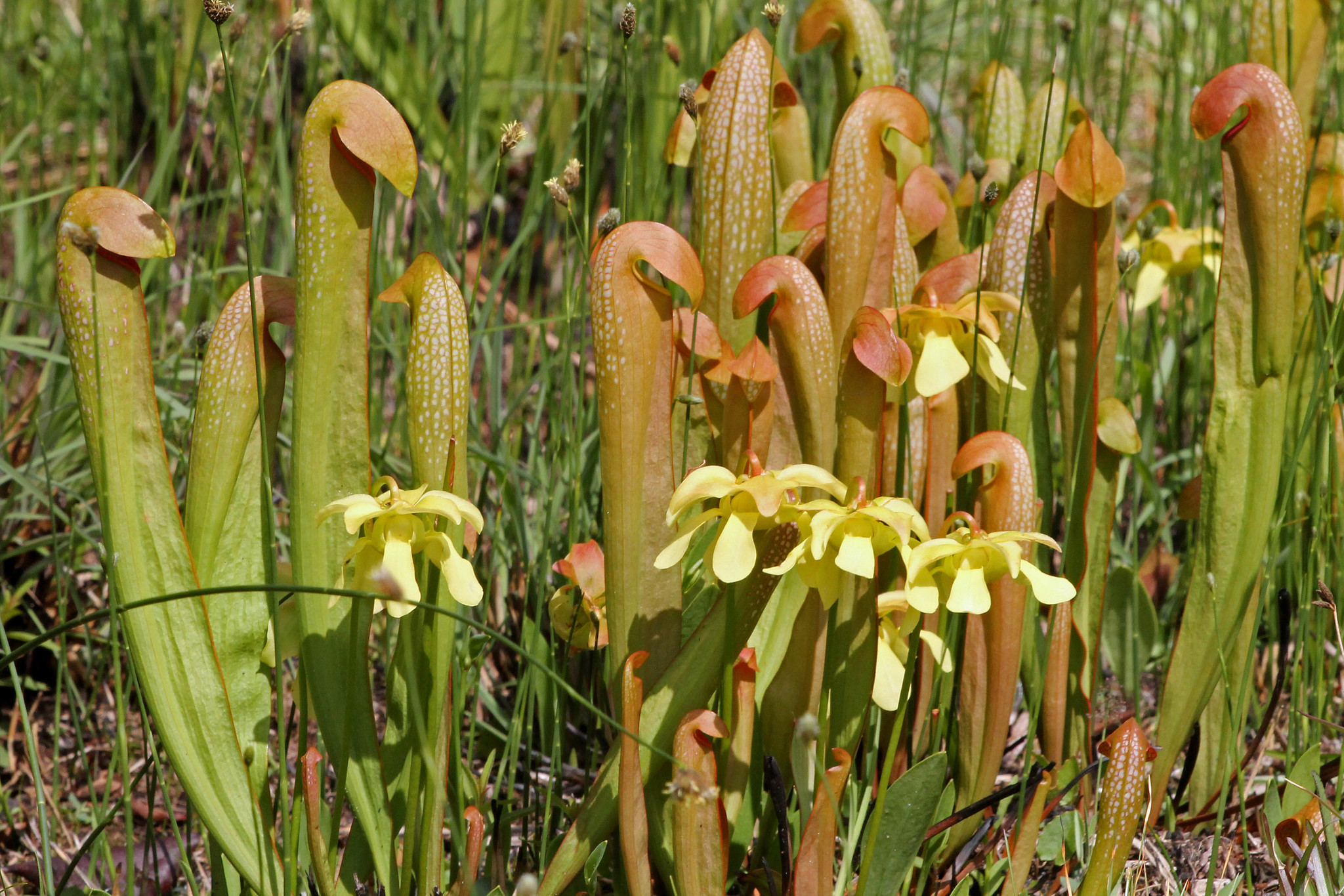 Sarracenia minor