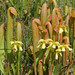 Hooded Pitcher Plant - Photo (c) Mary Keim, some rights reserved (CC BY-NC-SA)