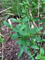 Spigelia texana