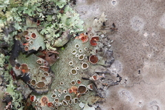Xanthoparmelia frondosa
