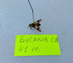 Chrysops viduatus