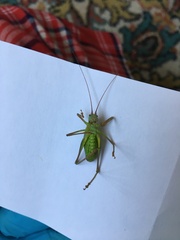 Barbitistes constrictus