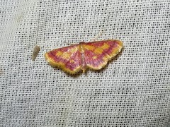 Idaea muricata