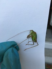 Barbitistes constrictus