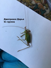 Barbitistes constrictus