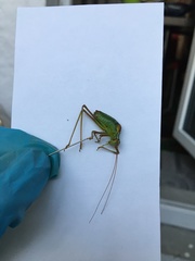 Barbitistes constrictus