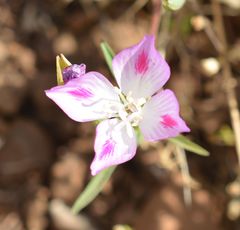 Clarkia amoena caurina