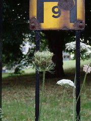 Daucus carota