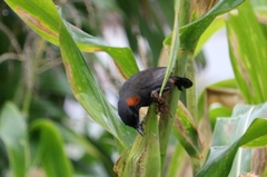 Pterorhinus ruficollis