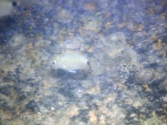 Diplodus