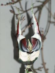 Idolomantis diabolica