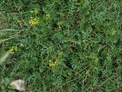 Rorippa sylvestris
