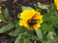 Bombus hortulanus
