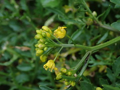 Rorippa sylvestris