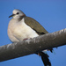 Caribbean Dove - Photo (c) Trisha Shears, some rights reserved (CC BY-SA)