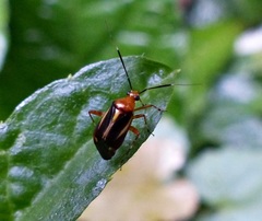 Horciasinus signoreti