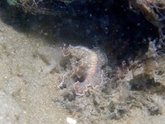 Prostheceraeus crozieri