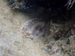 Prostheceraeus crozieri