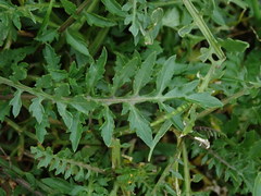 Rorippa sylvestris