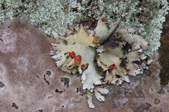 Xanthoparmelia frondosa