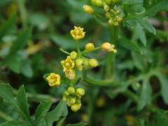Rorippa sylvestris