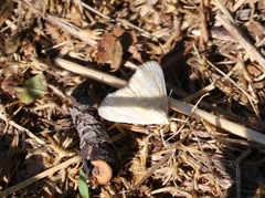 Protodeltote albidula