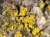 Tremella Clade I - Photo (c) Samuel Brinker, some rights reserved (CC BY-NC), uploaded by Samuel Brinker