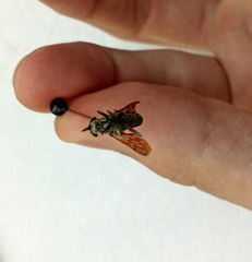 Hybomitra bimaculata