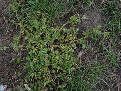 Erodium moschatum