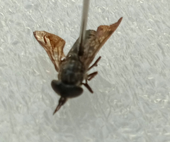 Hybomitra bimaculata