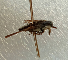 Hybomitra bimaculata