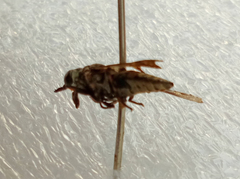 Hybomitra bimaculata