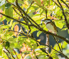 Vireolanius melitophrys