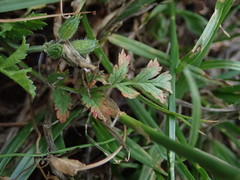 Erodium moschatum