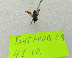 Hybomitra bimaculata