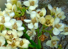 Casearia dolichophylla