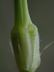 Erodium moschatum