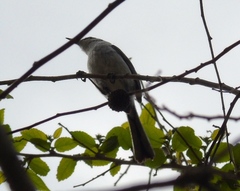 Polioptila nigriceps